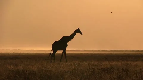Giraffe silhouette at sunset Stock Footage 11976736