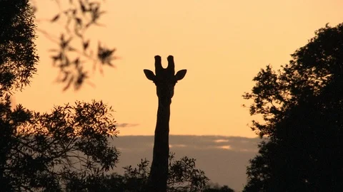 Giraffe silhouette at sunset Video stock 91788254