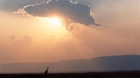 Giraffe Silhouette at Sunset Stock Photos