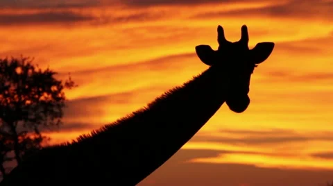 Giraffe silhouetted against golden sunset sky Stock Footage