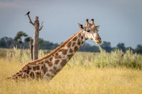 A Giraffe sitting in the grass. Foto stock