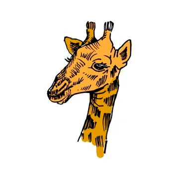 Giraffe sketch. Hand-drawn vector illustration. Isolated on white backdrop Stock Illustration