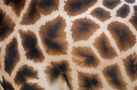 Giraffe skin with pattern background . Brown spotted texture. Stock Photos