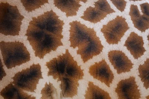 Giraffe skin with pattern background . Brown spotted texture. Stockfoto's