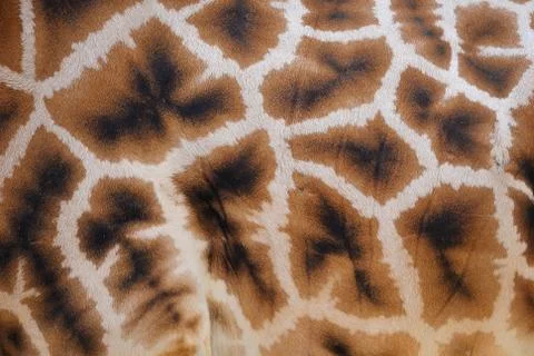 Giraffe skin with pattern background . Brown spotted texture. Stock Photos