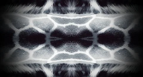 Giraffe skin pattern, close-up, symmetrical image, texture of fur. Black Vign Stock Illustration