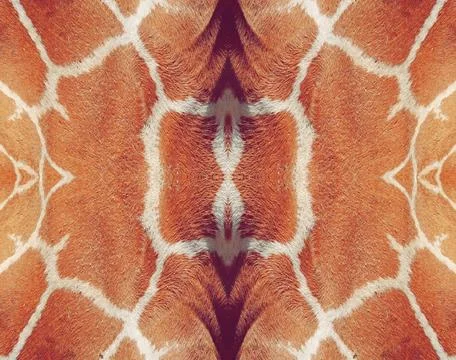 Giraffe skin pattern, close-up, symmetrical image, texture of fur Foto stock