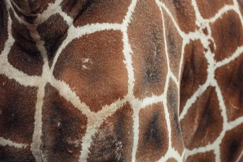Giraffe skin pattern, shape, texture. Stock Photos