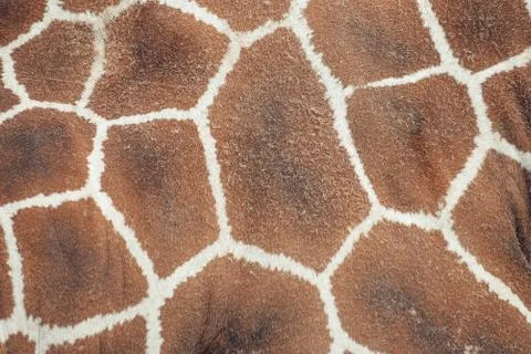 Giraffe skin pattern, shape, texture. Stock Photos