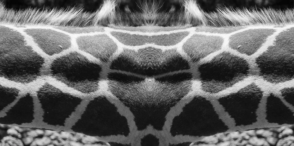 Giraffe Skin Pattern. The texture of giraffe fur. Close Up. Symmetrical Image Stock Photos