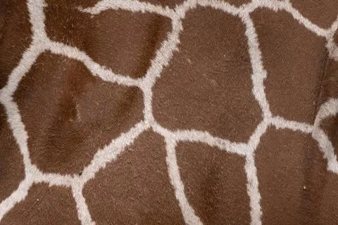 Giraffe Skin Pattern Texture Stock Photos