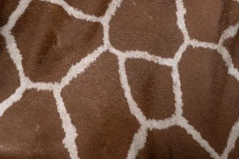 Giraffe Skin Pattern Texture Stock Photos