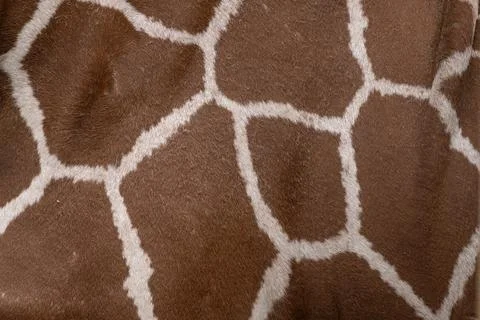 Giraffe Skin Pattern Texture Stock Photos