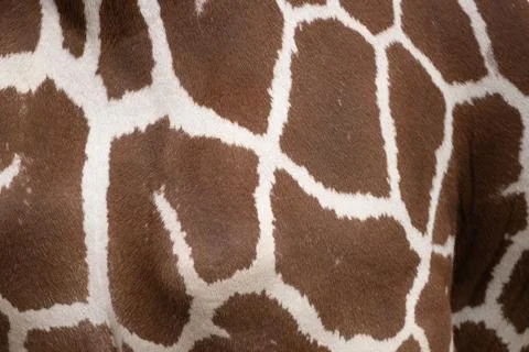Giraffe Skin Pattern Texture Stock Photos