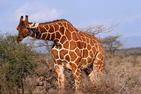 Giraffe skin Foto stock