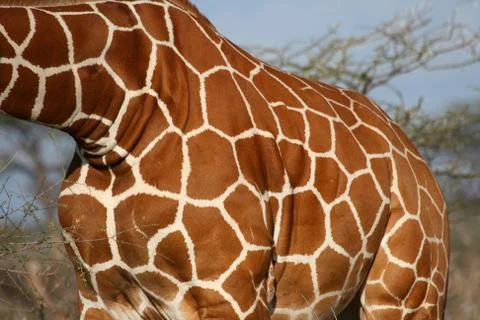 Giraffe skin Stock Photos