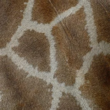 Giraffe skin Stock Photos