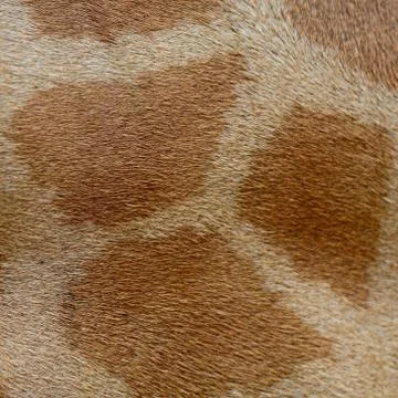 Giraffe skin Stock Photos