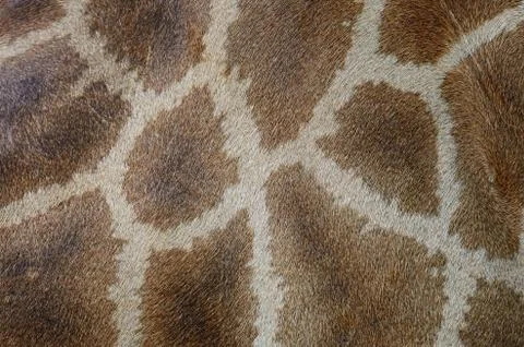 Giraffe skin Stock Photos