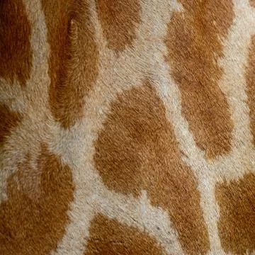 Giraffe skin Stock Photos