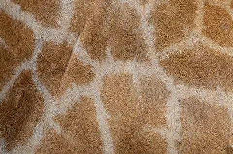 Giraffe skin Stock Photos