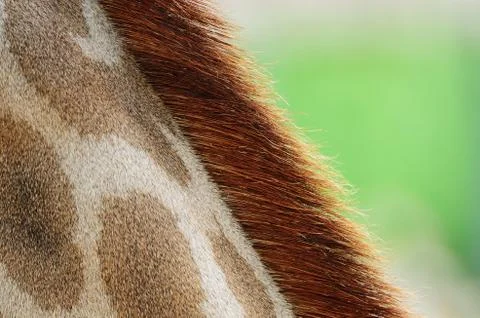 Giraffe skin Stock Photos
