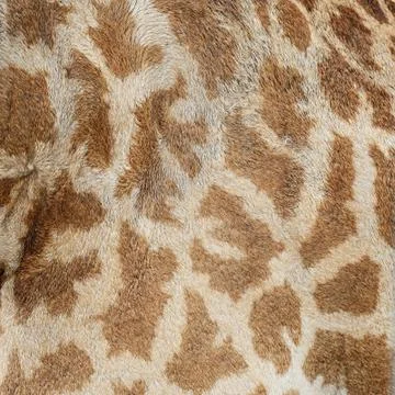 Giraffe skin Stock Photos