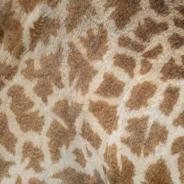 Giraffe skin Stock Photos