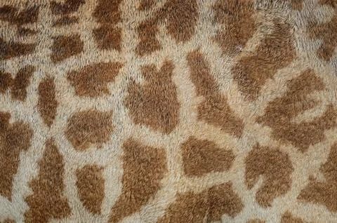 Giraffe skin Stock Photos