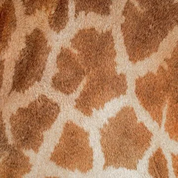 Giraffe skin Stock Photos