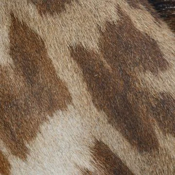 Giraffe skin Stock Photos