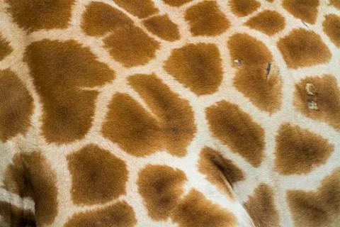 Giraffe skin Stock Photos