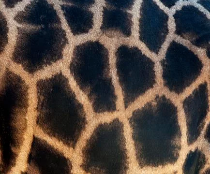 Giraffe skin Foto stock