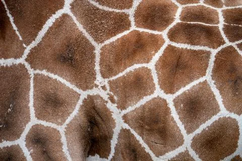 Giraffe skin Stock Photos