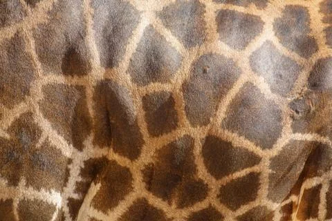 Giraffe skin texture closeup Stock-Fotos