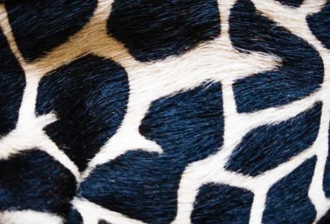 Giraffe skin texture Stock Photos