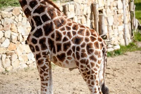 Giraffe skin texture Fotos de archivo