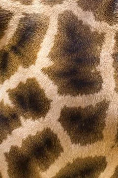 Giraffe skin texture Stock Photos