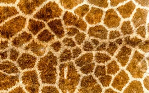 Giraffe skin texture Stock Photos