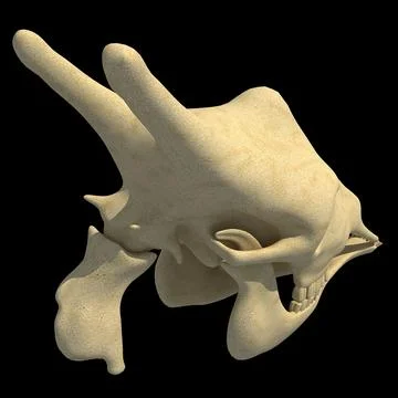 3D Model: Giraffe Skull ~ Buy Now #96473831 | Pond5