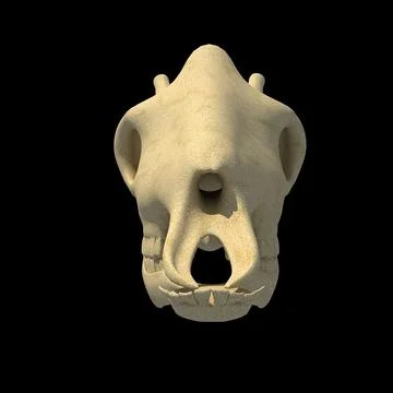 3D Model: Giraffe Skull ~ Buy Now #96473831 | Pond5