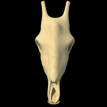 3D Model: Giraffe Skull ~ Buy Now #96473831 | Pond5