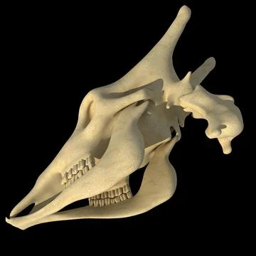 3D Model: Giraffe Skull ~ Buy Now #96473831 | Pond5