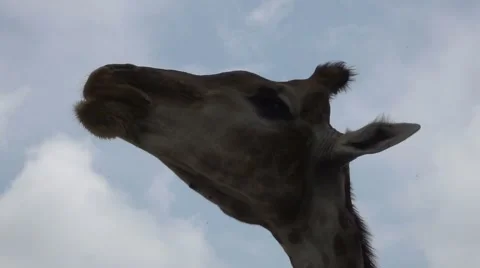 Giraffe in Slow Motion, Backlight Stock Footage 64893815