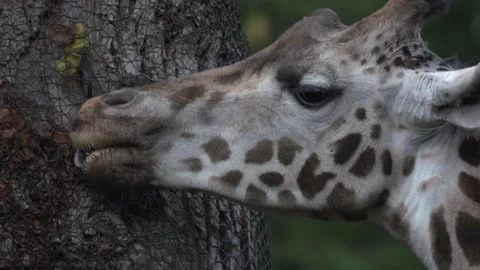 Giraffe Slow Motion close up Stock Footage 165266541