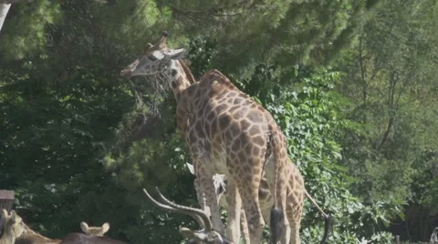 Giraffe, Slow Motion Vídeos de archivo 65832271