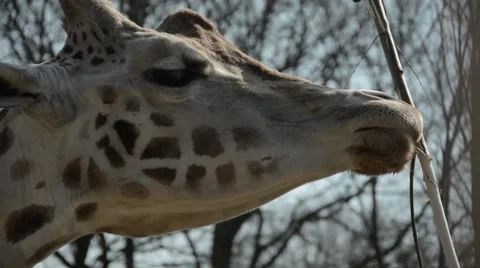 Giraffe that is slowly eating the bark of a twig at a zoo Stock Footage 43917370