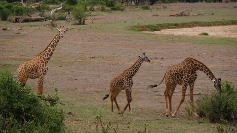 Giraffe in small brush Stock Footage 88562182