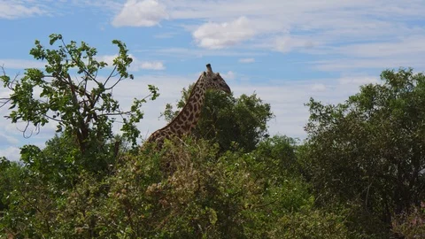 Giraffe in small trees Stock Footage 88561692