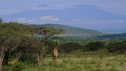 Giraffe in small trees Stock Footage 88563421